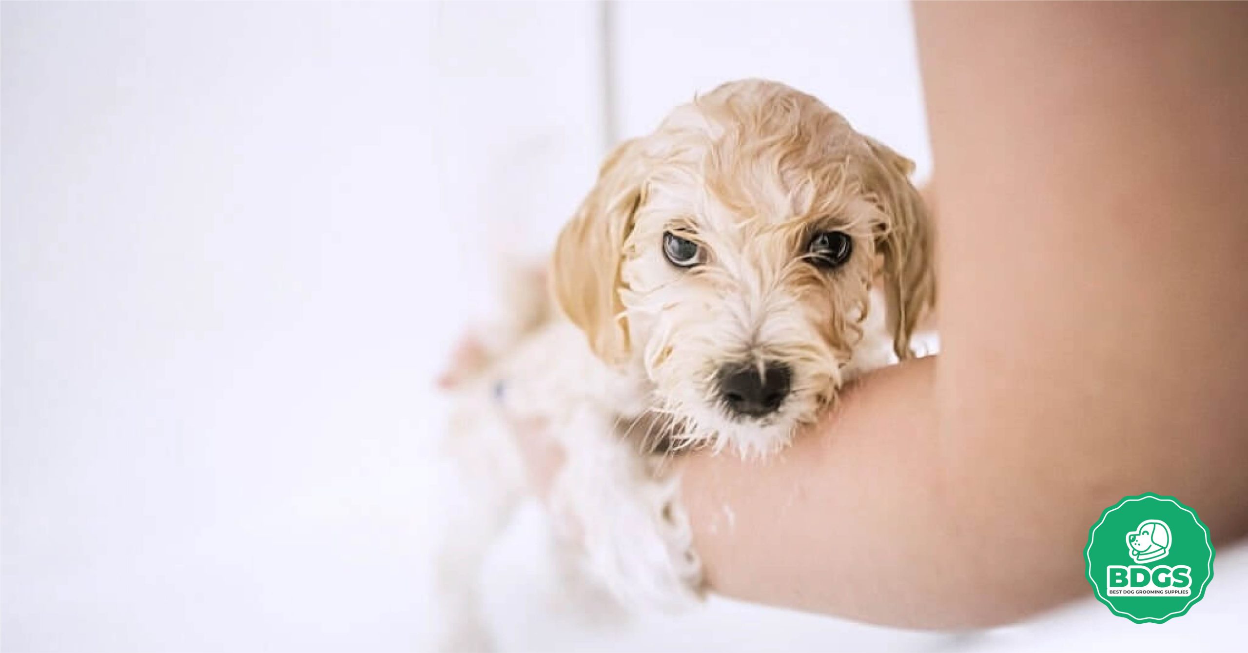 You are currently viewing The Ultimate Guide to Finding the Best Dog Shampoo: Top Picks for Clean and Healthy Pets 2023