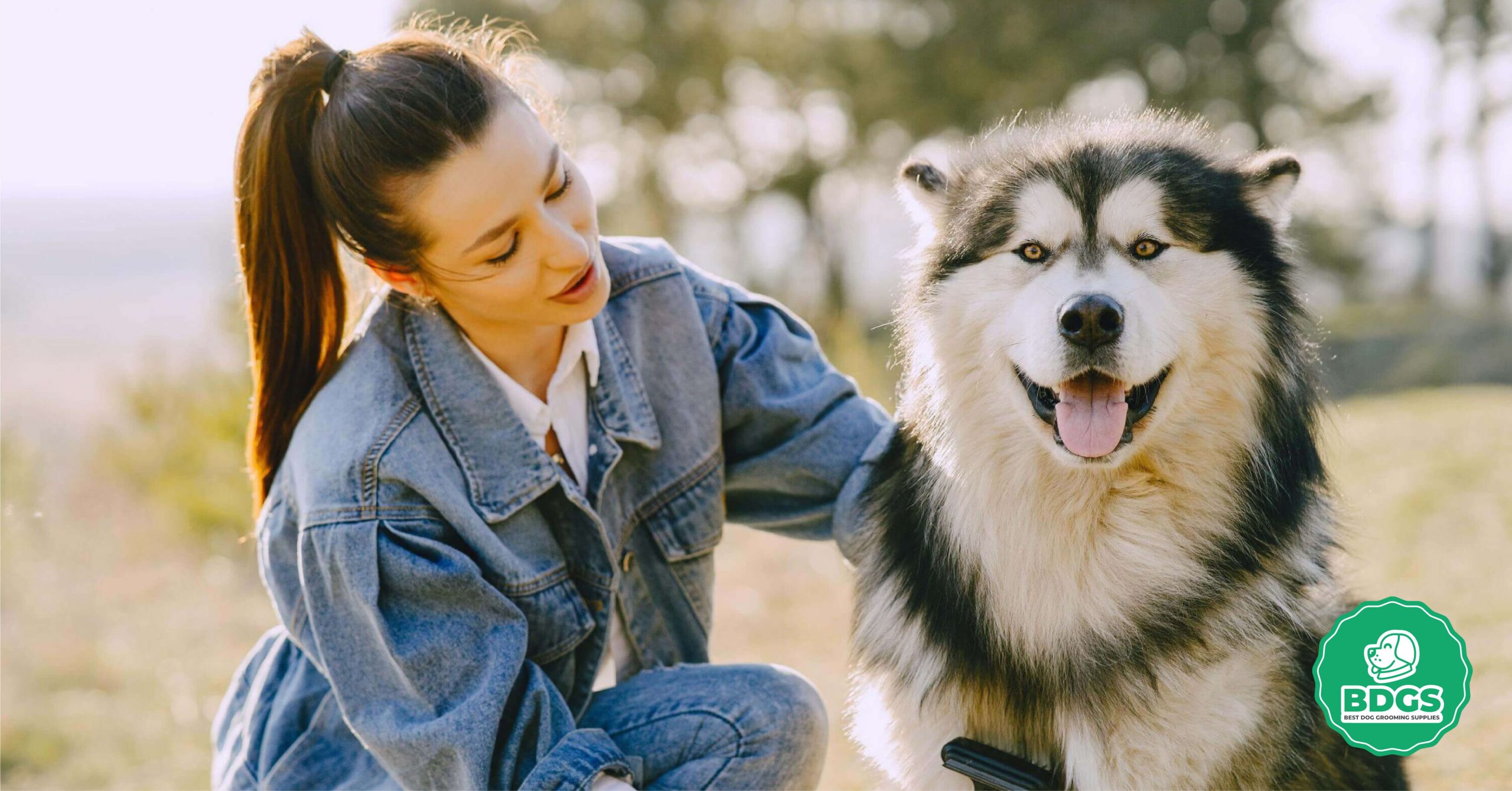 Read more about the article Dog Grooming Vacuum for Beginners: A Comprehensive Guide to Pet Care and Hair Removal