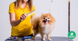 Read more about the article The Ultimate Beginner’s Guide to Finding the Best Dog Grooming Table