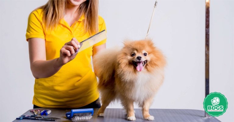 Discover the Best Dog Grooming Tables Beginner's Guide