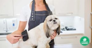 Read more about the article Dog Grooming Apron: A Beginner’s Guide to Keeping Clean and Comfortable During Pet Grooming