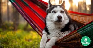 Read more about the article Dog Grooming Hammock: The Ultimate Guide for Beginners