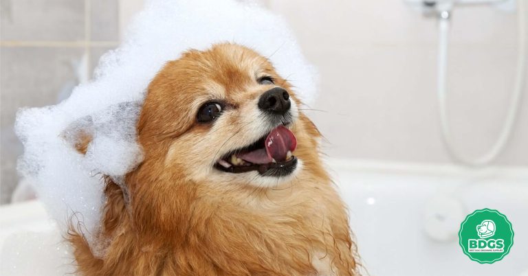 Dog Grooming Shampoo - Top Picks for Beginner Pet Owners