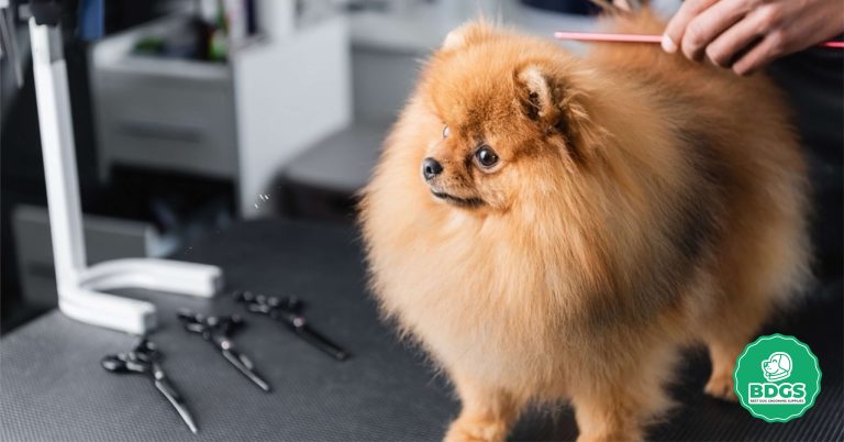 Find the Ideal Dog Grooming Table Beginner's Guide