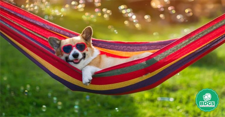 The 8 Best Dog Grooming Hammock Our Top Picks for Pet