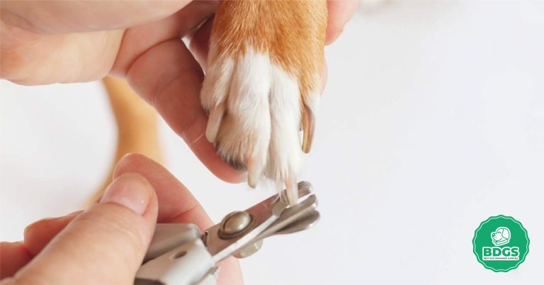 Beginner's Guide How to Safely Use Dog Grooming Clippers