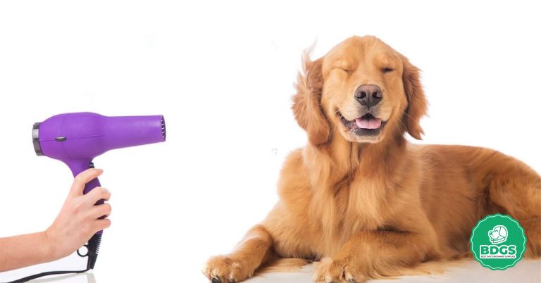 Beginner's Guide to Dog Grooming Blow Dryers