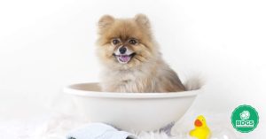 Read more about the article Dog Grooming Bath Tub – Complete Guide for Beginners