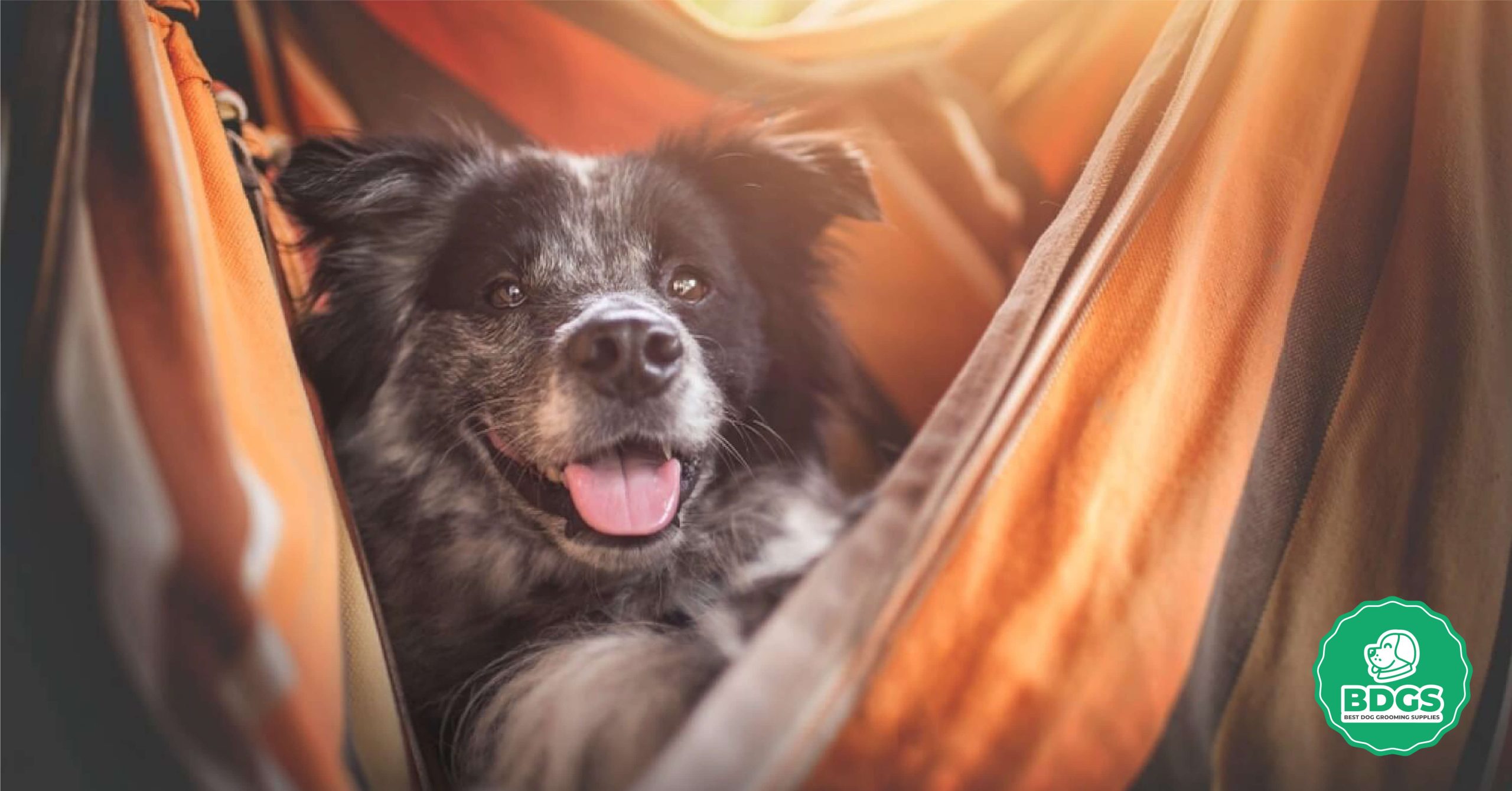 You are currently viewing Best Practices for Using a Dog Hammock