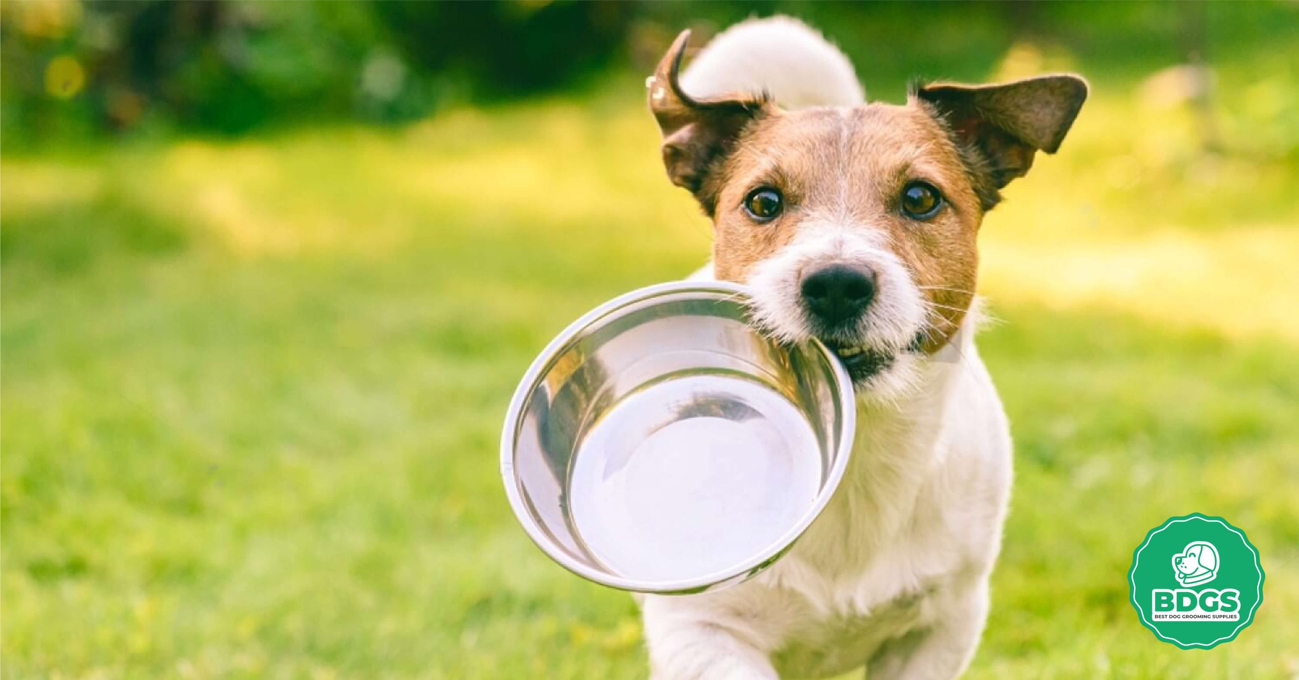 Read more about the article How to boil chicken for dogs