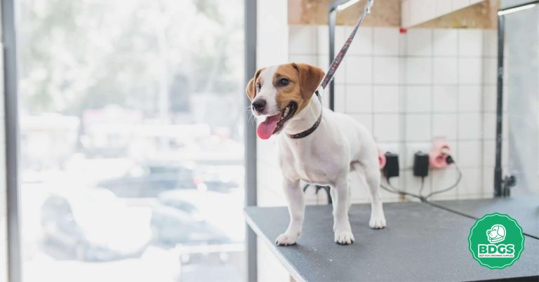 Step-by-Step Guide Using a Dog Grooming Table