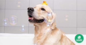 Read more about the article A Comprehensive Guide on Bathing Dog