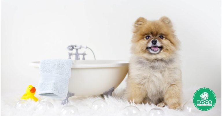 Best Dog Grooming Bath Tub - Tailored Bath Experience