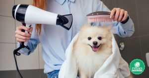 Read more about the article Perfect Your Pet’s Look: Best Dog Grooming Blow Dryer Picks