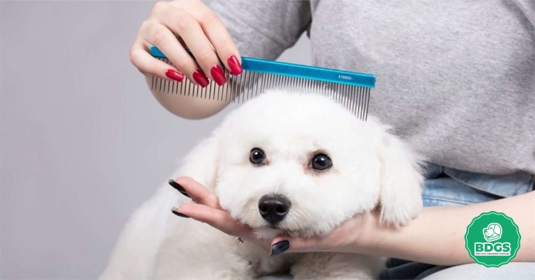 Dog Grooming - Give Your Dog a Professional Grooming Experience