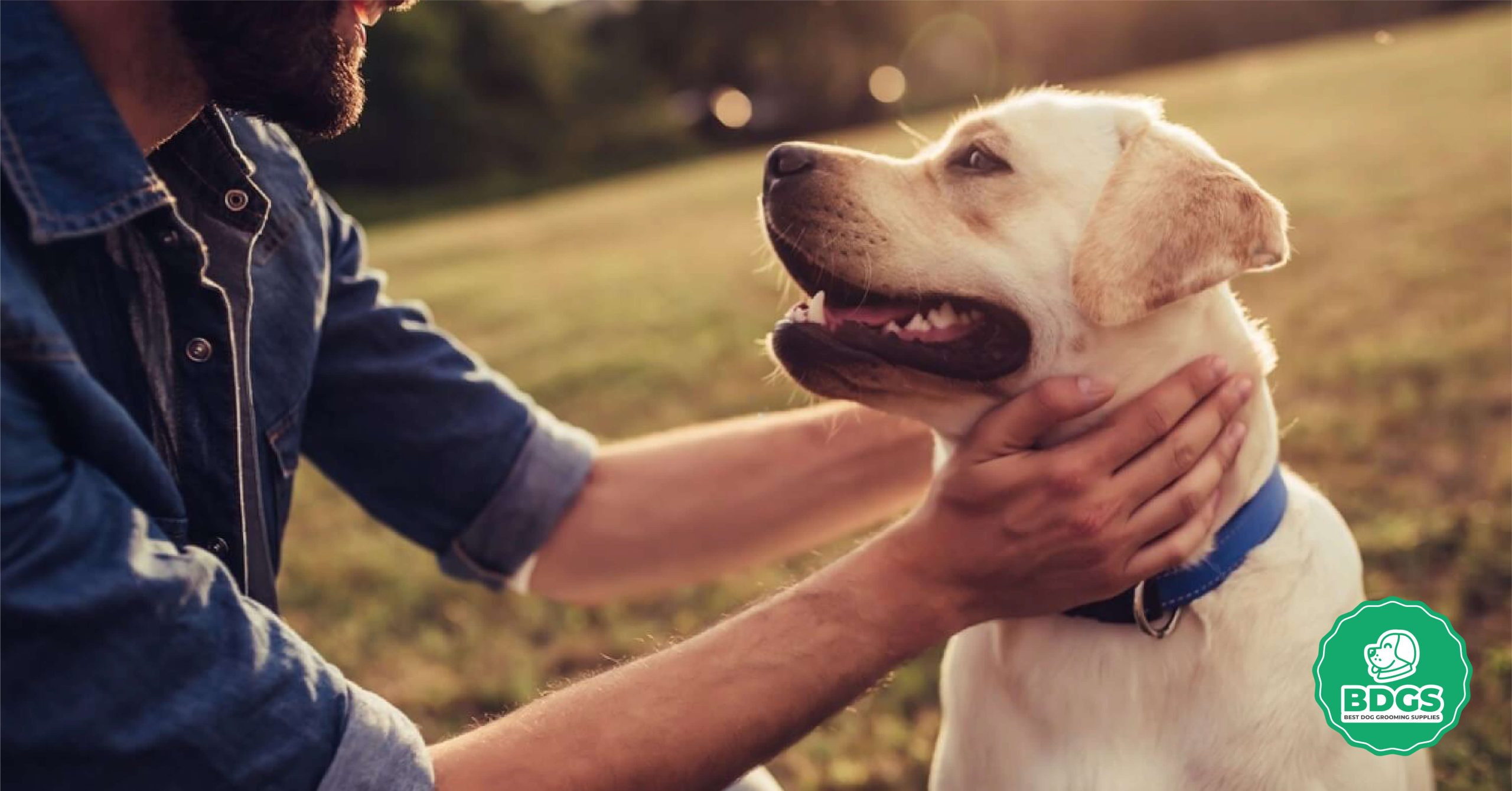 You are currently viewing How to Groom a Dog Sensitive Skin: A Comprehensive Guide