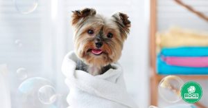 Read more about the article How to Bathe Your Dog: A Comprehensive Guide for Optimal Pet Care