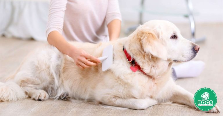 How to Brush Your Dog Dog Grooming Tips Step-by-Step Guide