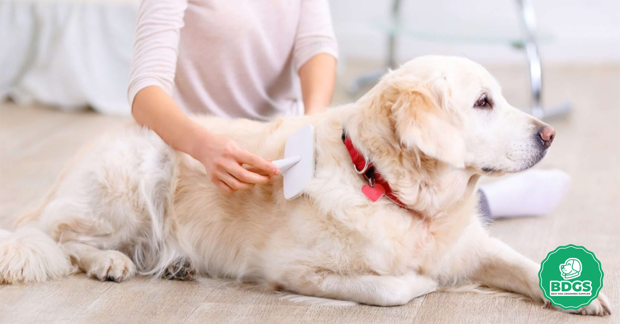 Read more about the article How to Brush Your Dog: A Comprehensive Guide for Pet Owners