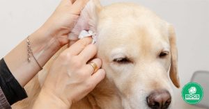 Read more about the article How to Clean Dog Ears: A Simple Guide for Beginners