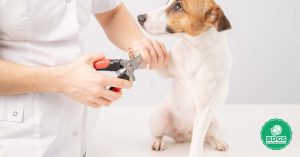 Read more about the article How to Trim Dog Nails: A Complete Guide for Pet Owners