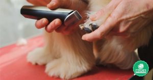 Read more about the article Mastering Grooming: The 6 Best Dog Grooming Clippers