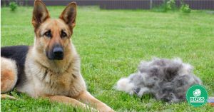 Read more about the article Best Brush for German Shepherd Coat Care: Expert Reviews and Recommendations