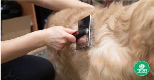 Read more about the article Best Brush for Golden Retriever 2023: Top Picks and Reviews