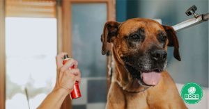 Read more about the article Dog Cologne: Unleash Freshness for Your Furry Friend