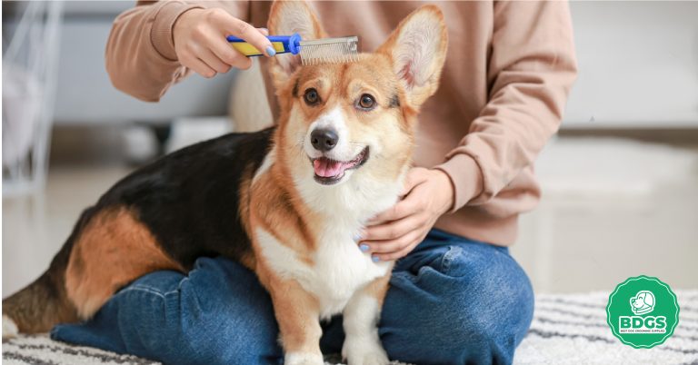 Dog Grooming Brush Guide: Everything You Need to Know