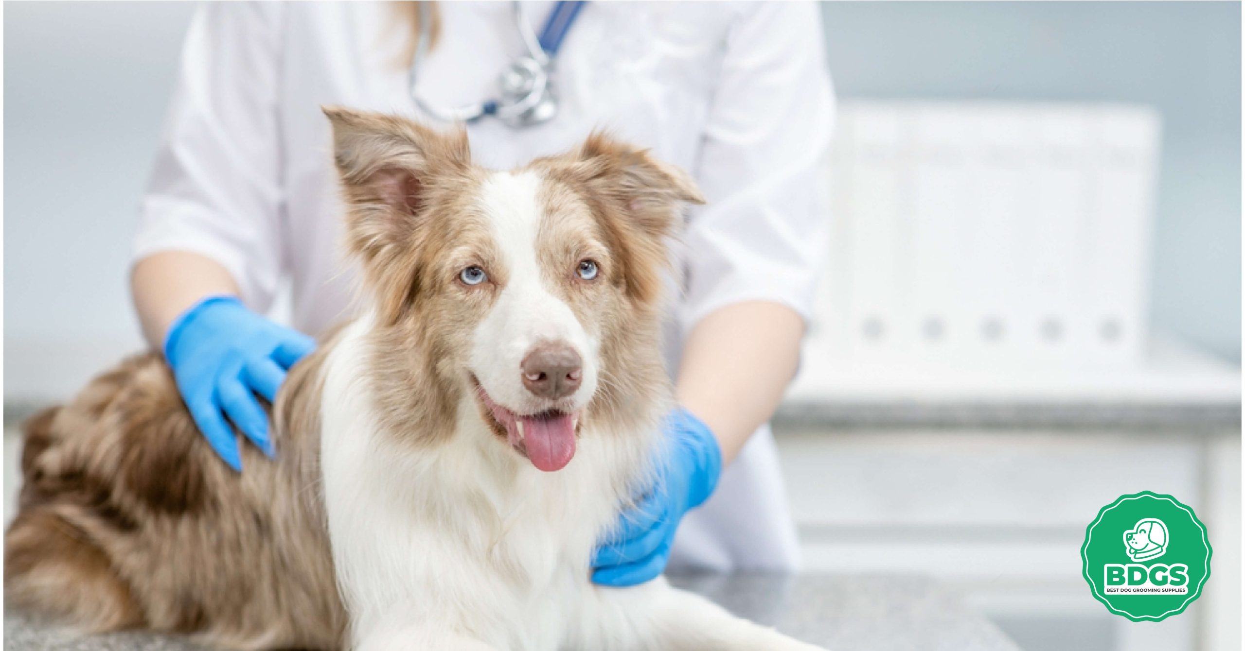 You are currently viewing Introducing Dog Grooming Gloves: The Perfect Way to Pamper Your Pooch