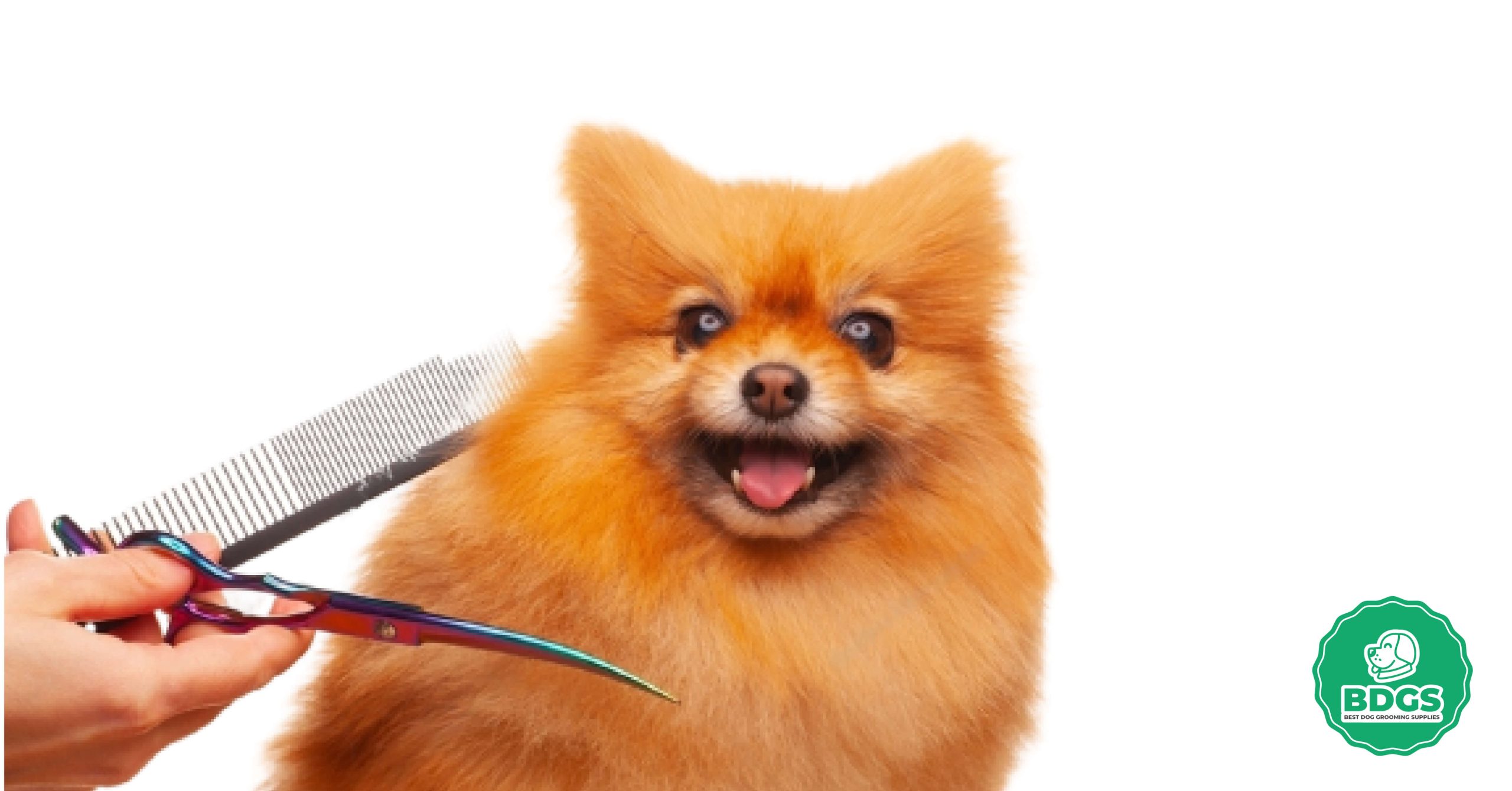 Read more about the article Perfecting Pet Grooming: The Ultimate Dog Grooming Scissors Guide