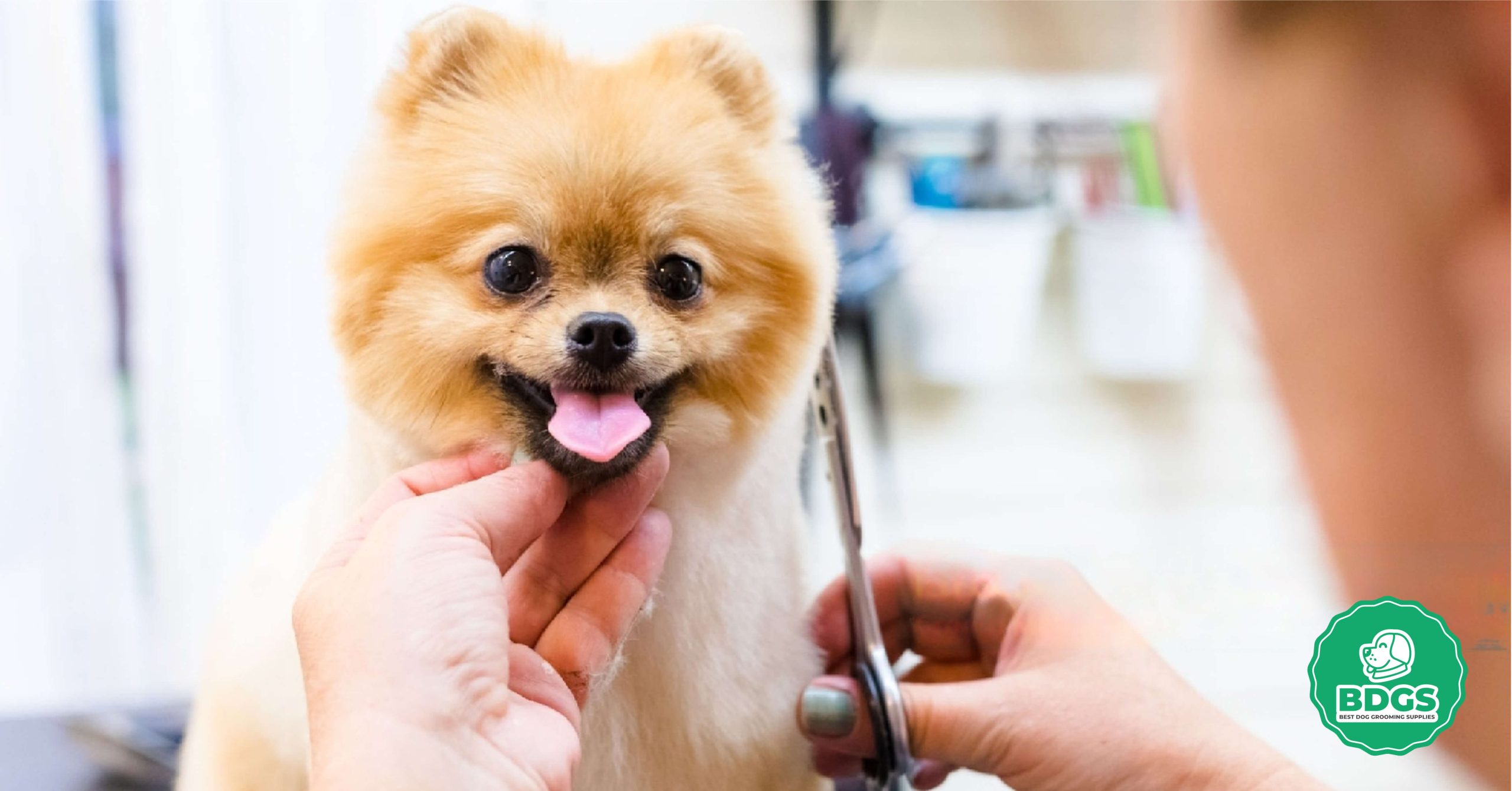 Read more about the article Introducing Dog Grooming Shears: The Secret to Keeping Your Pup Looking Their Best