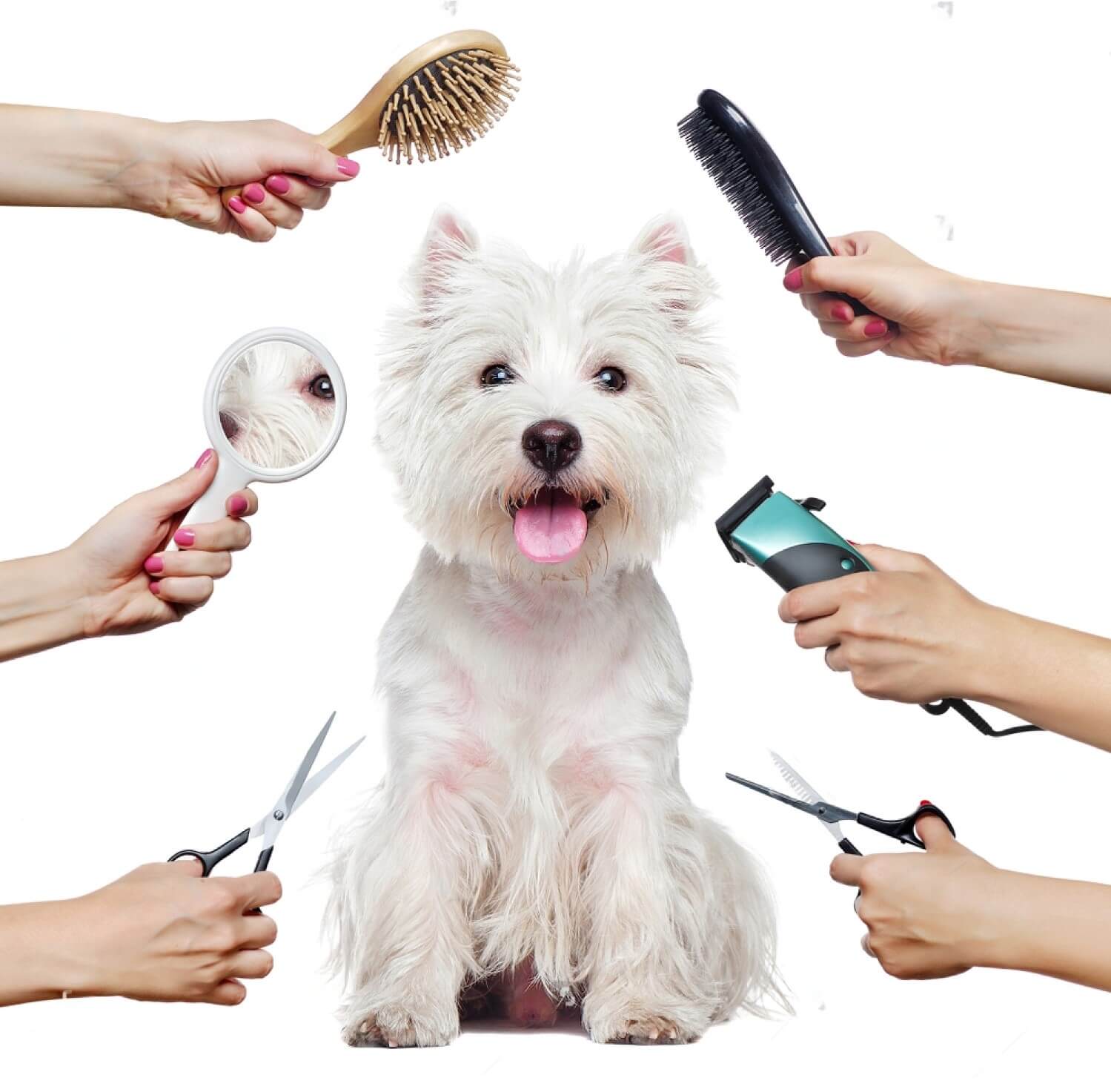 Dog-Grooming-Training-How-to-Handle-Dog-Grooming-With-Ease