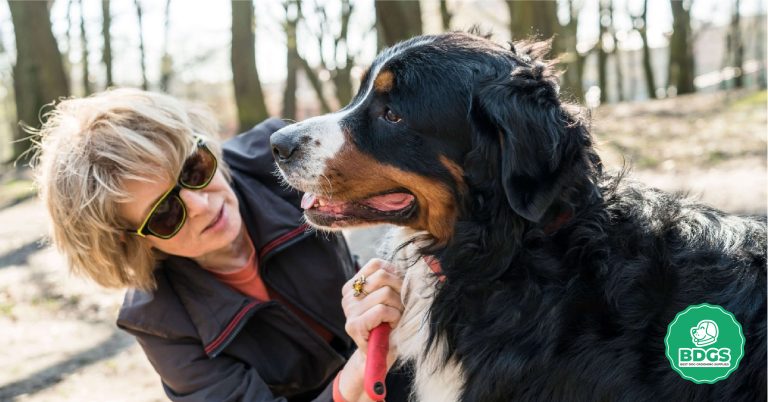 Best Brush for Bernese Mountain Dog: Choose with Confidence