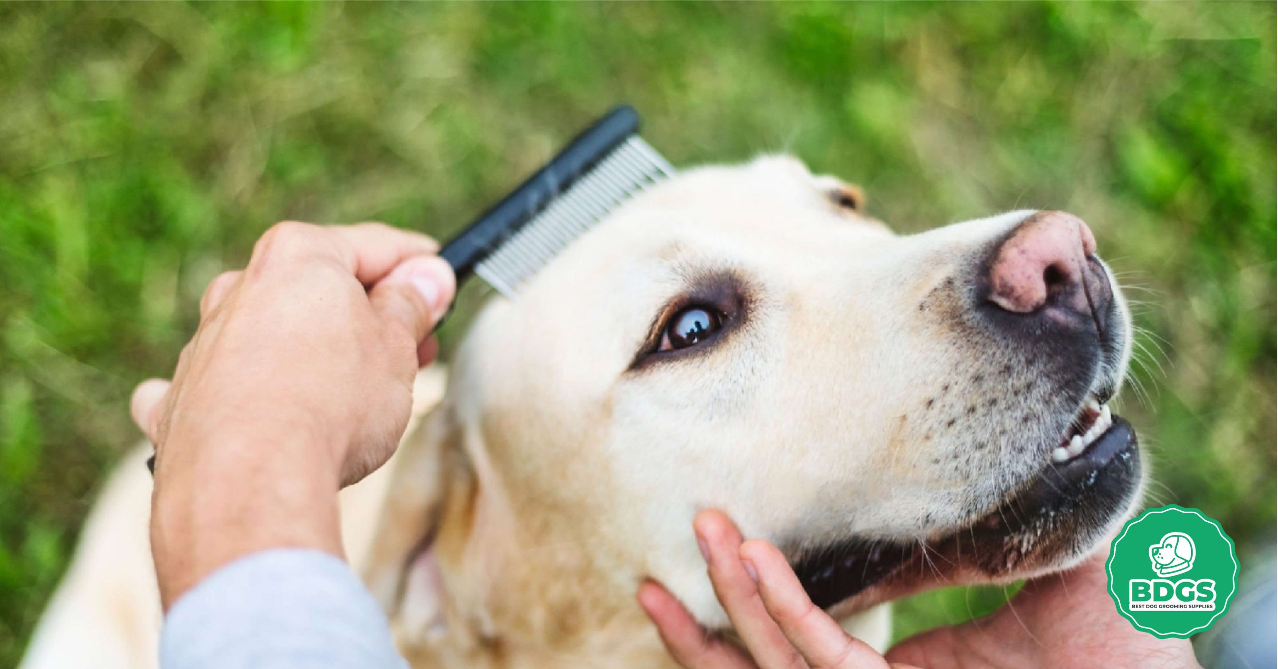 You are currently viewing Best Brush for Labrador