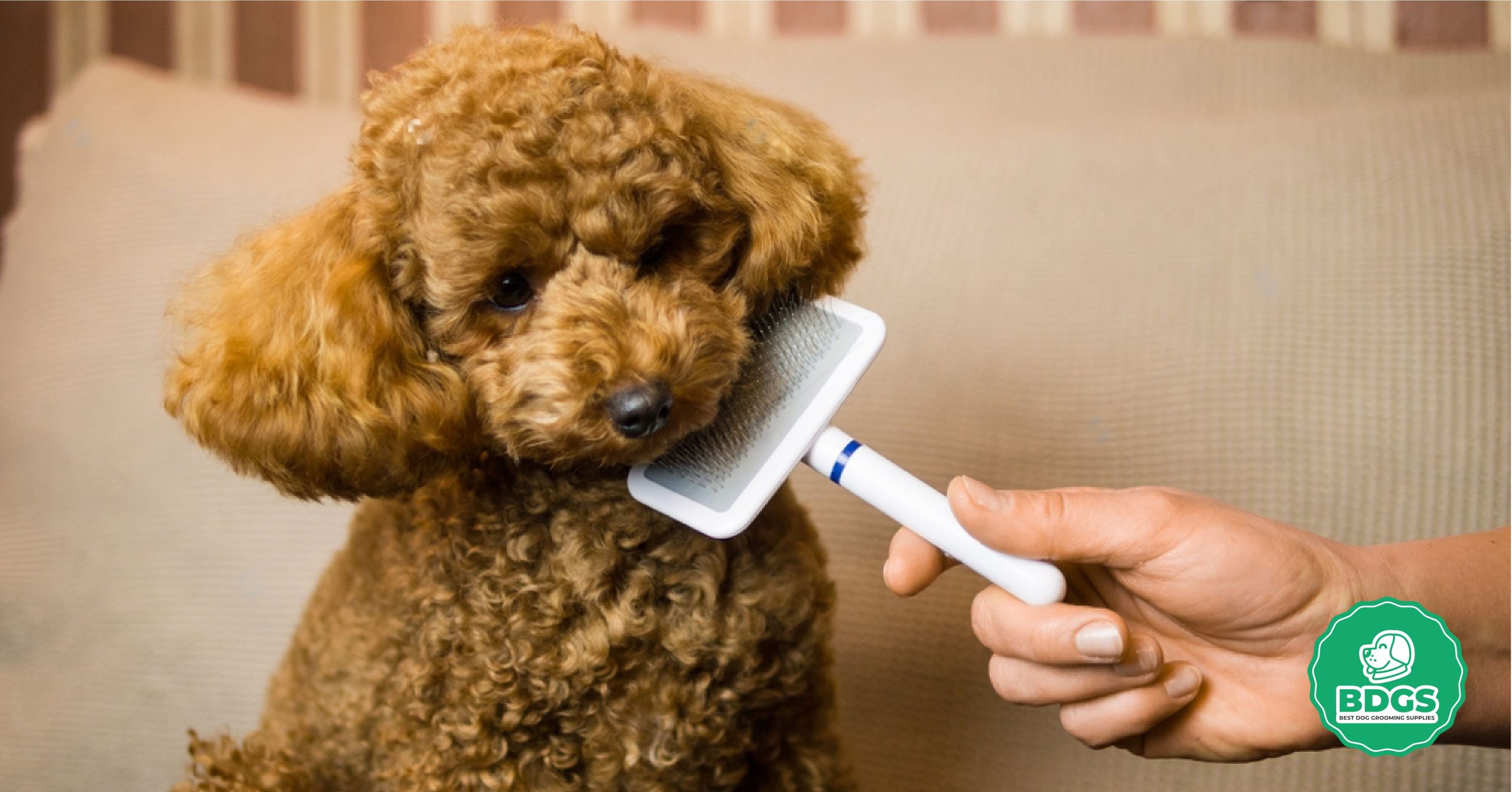 Read more about the article Best Brush for Poodles: Top Picks for Healthy Coats