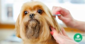 Read more about the article Best Brush for Shih Tzu