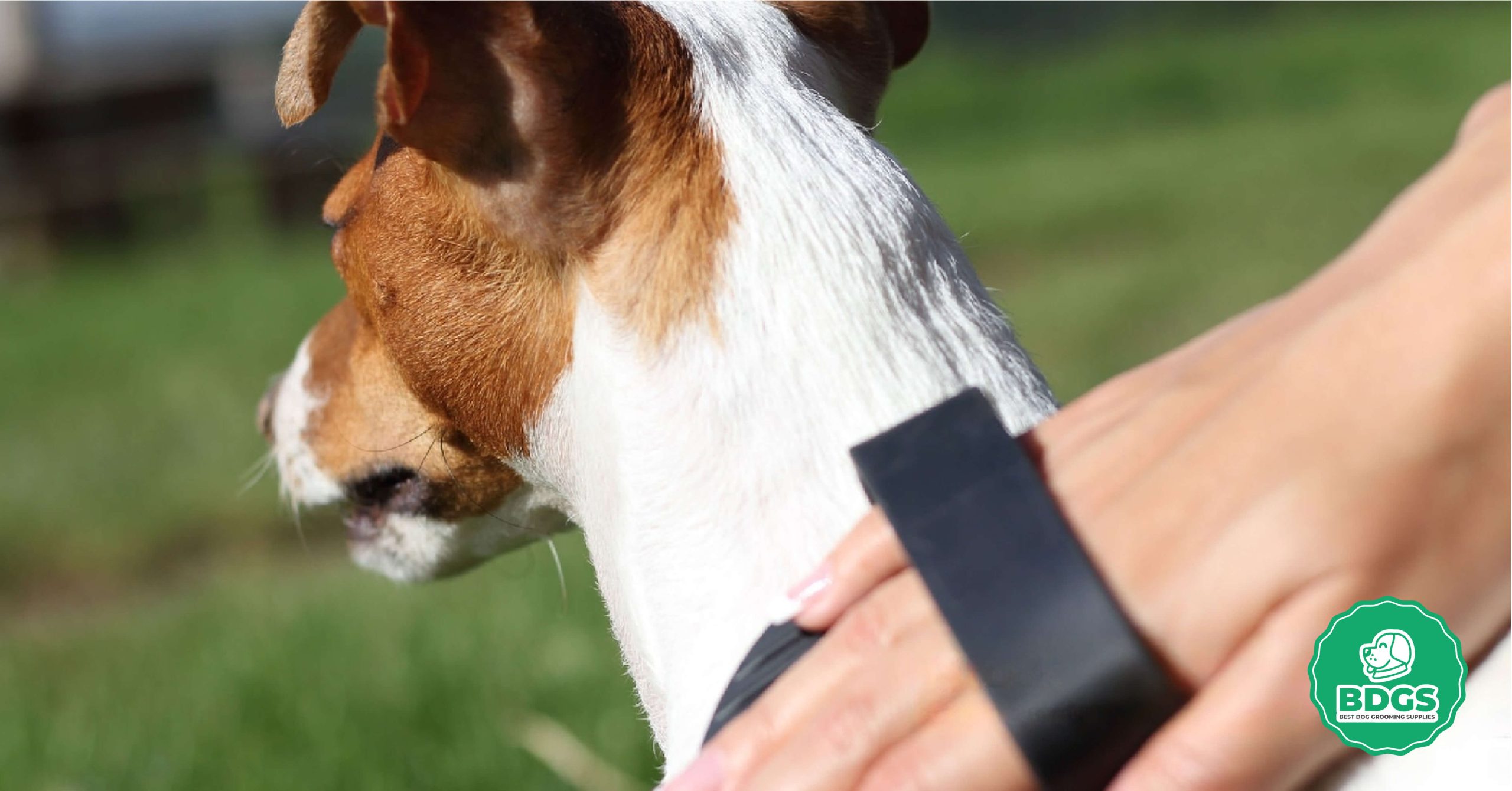 Read more about the article Bristle Brush: The Ultimate Pet Grooming Tool