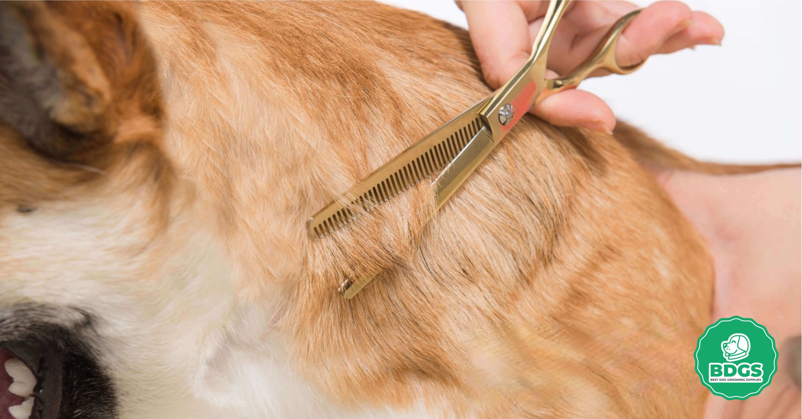 You are currently viewing Curved Dog Grooming Scissors: A Masterpiece for Pet Stylists