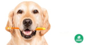 Read more about the article Dog Toothbrush: Your Pet’s Smile’s Best Friend