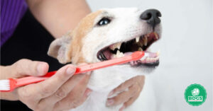 Read more about the article Best Dog Toothbrush: Your Pet’s Gateway to Fresh Breath