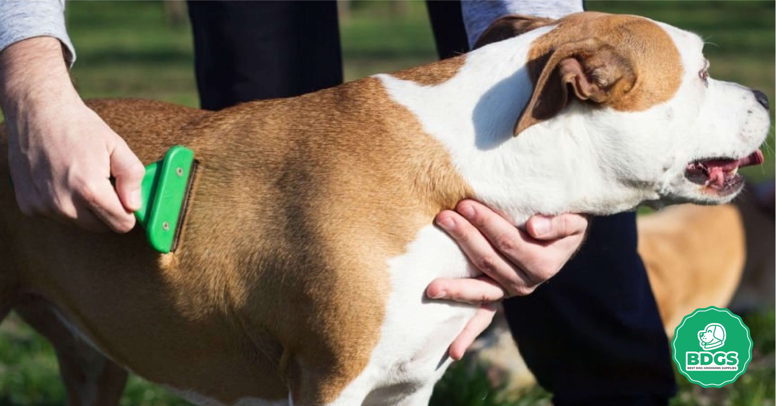 Read more about the article Deshedding Tool: Your Pet’s Secret to a Shed-Free Life