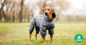 Read more about the article Dog Grooming Jacket: Style Meets Practicality in Pet Care