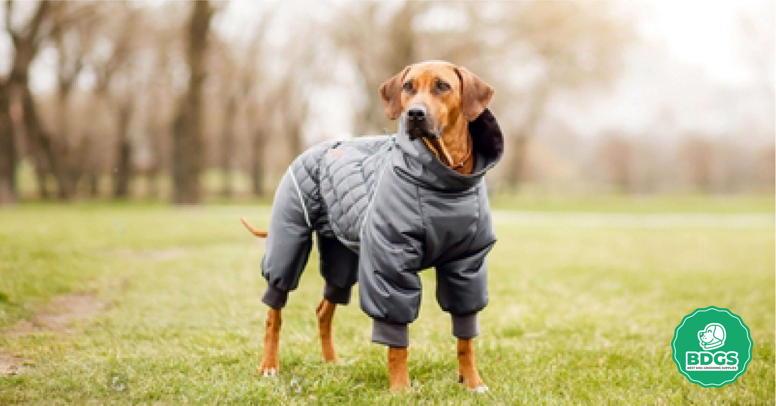 Read more about the article Dog Grooming Jacket: Style Meets Practicality in Pet Care