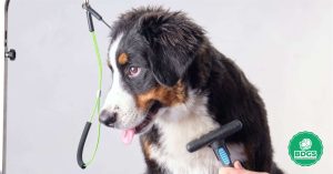 Read more about the article Undercoat Rake: The Secret to a Healthy Pet Coat