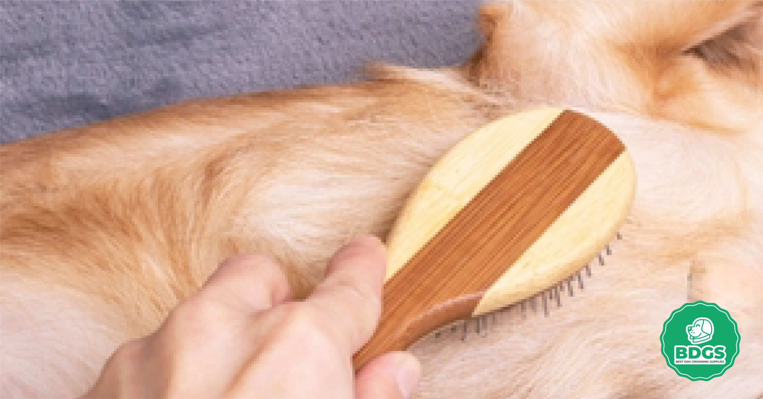 Read more about the article Curry Comb for Dogs: Coat Massage and Detangling