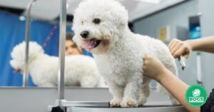 Read more about the article Electric Dog Grooming Table: Tailored Pet Styling Solutions