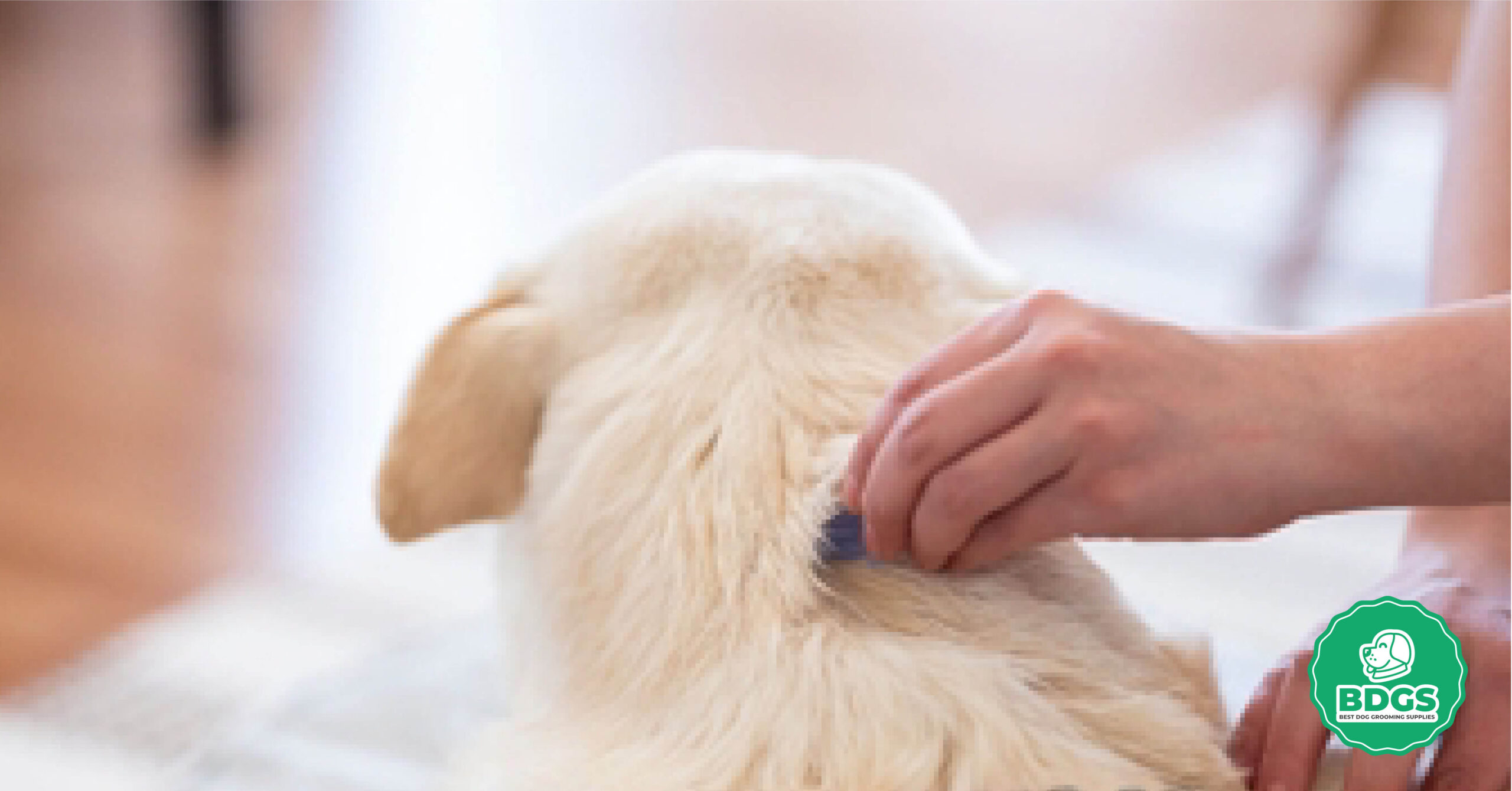 Read more about the article Flea Treatment for Dogs: Proven Solutions for Flea-Free Living