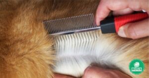 Read more about the article Metal Comb for Dogs: Canine Hair care Excellence